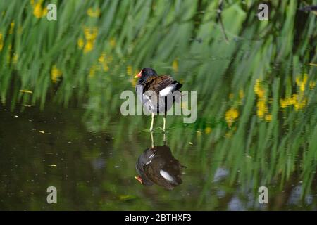 Loughborough, Leicestershire, Großbritannien. Ein Moorhen preens auf einem Teich im QueenÕs Park, 26. Mai 2020. Credit Darren Staples/Alamy Stockfoto