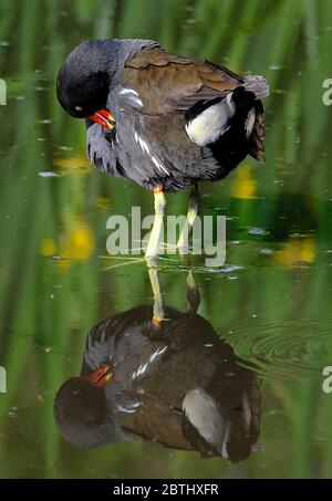 Loughborough, Leicestershire, Großbritannien. Ein Moorhen preens auf einem Teich im QueenÕs Park, 26. Mai 2020. Credit Darren Staples/Alamy Stockfoto