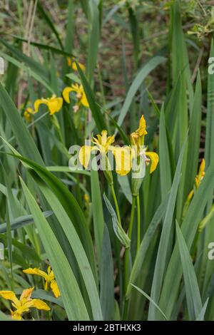 Iris wächst in der Wildnis. Stockfoto