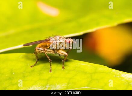 Scathophaga stercoraria, bekannt als die gewöhnliche gelbe Mistfliege Stockfoto