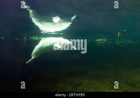 Der Amazonas-Flussdelfin (Inia geoffrensis), auch als boto, bufeo oder rosa Flussdelfin bekannt Stockfoto