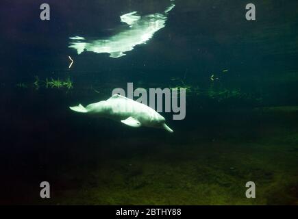 Der Amazonas-Flussdelfin (Inia geoffrensis), auch als boto, bufeo oder rosa Flussdelfin bekannt Stockfoto