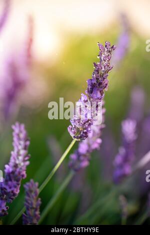 Lila Lavendelblüte Nahaufnahme bei Sonnenuntergang Stockfoto