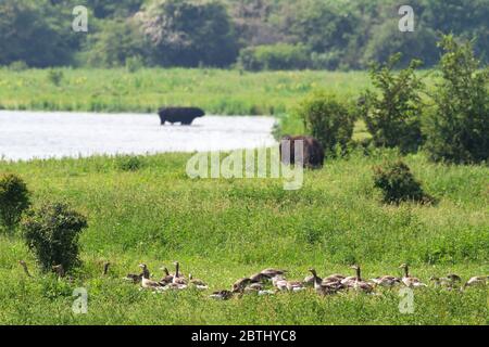 Landschaft mit Gänsen und galloway-Rindern im Naturschutzgebiet de blauwe kamer in wageningen, niederlande Stockfoto