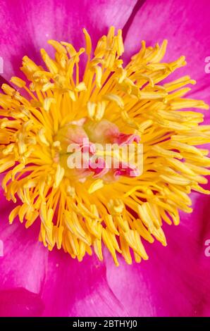 Paeonia officinalis, Gartenpeinie oder gewöhnliche Pfingstrose im Garten, Nahaufnahme, Makro, Deutschland, Westeuropa Stockfoto