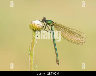 Ein weibliches gebändertes Demoiselle (Calopteryx splendens), das auf einem Ochsenauge-Gänseblümchen-Kopf brütet. Stockfoto