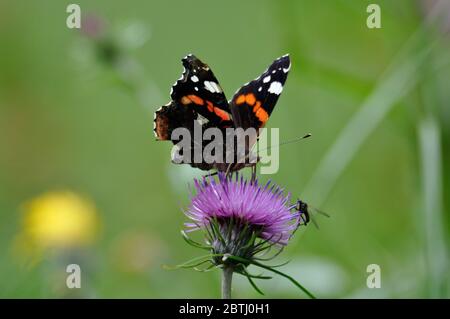 Schmetterling" Admiral (Vanessa atalanta) in einer violetten Blüte. Stockfoto