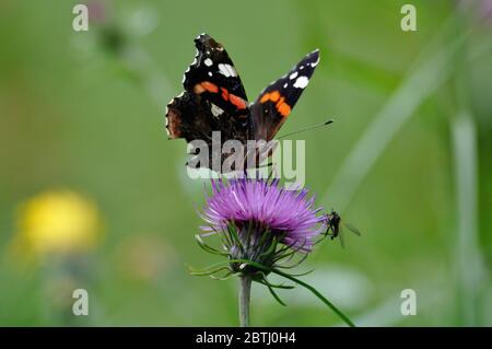 Schmetterling" Admiral (Vanessa atalanta) in einer violetten Blüte. Stockfoto