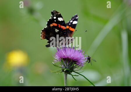 Schmetterling" Admiral (Vanessa atalanta) in einer violetten Blüte. Stockfoto