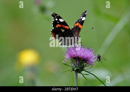 Schmetterling" Admiral (Vanessa atalanta) in einer violetten Blüte. Stockfoto