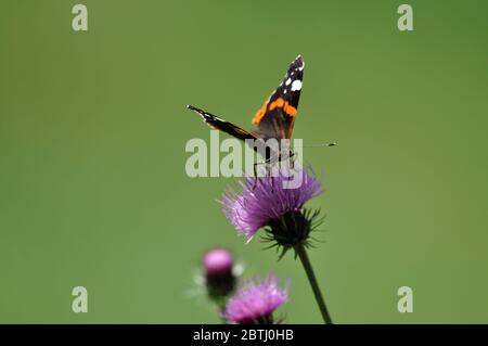 Schmetterling" Admiral (Vanessa atalanta) in einer violetten Blüte. Stockfoto