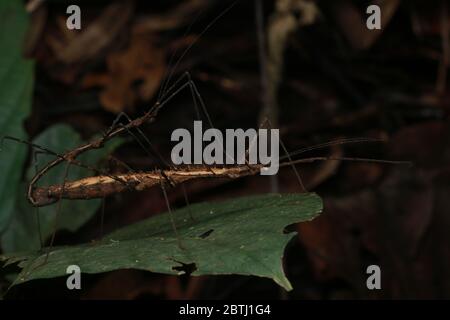 Stachelstick-Insekt (Stheneboea verruculosa) Stockfoto