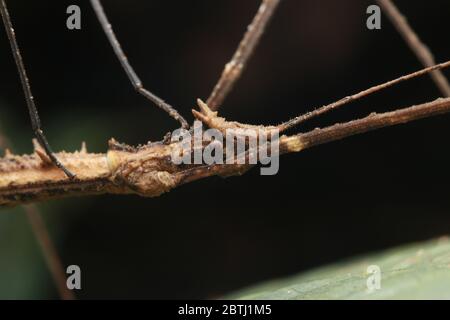 Stachelstick-Insekt (Stheneboea verruculosa) Stockfoto