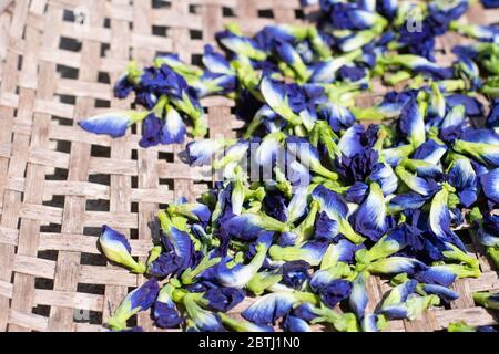 Sonnengetrocknete Schmetterlingsblüten oder Blauerbsenblüten (clitoria ternatea) , natürliches Sonnenlicht, welches blaue oder dunkelviolette Blüten und hellgrüne Polar, für die Gesundheit Stockfoto