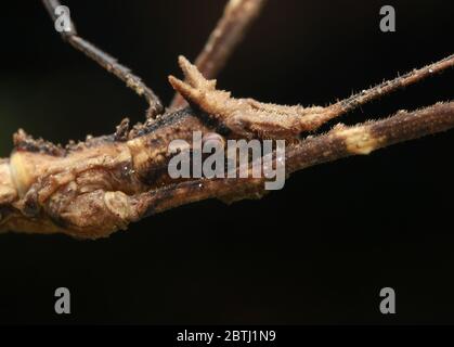 Stachelstick-Insekt (Stheneboea verruculosa) Stockfoto