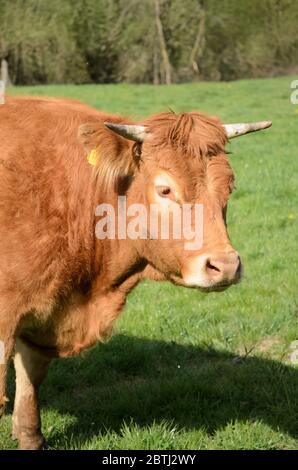 Bos Taurus, heimische limousin Viehzucht auf einer Weide in Rheinland-Pfalz, Deutschland, Westeuropa Stockfoto