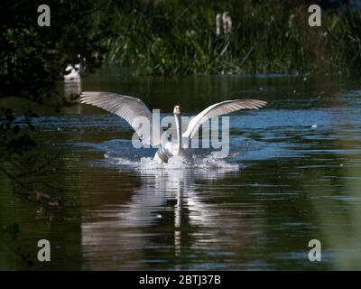 Weißer Schwan mit Flügeln weit offene Landung auf Fluss. Stockfoto