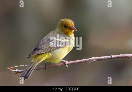 Ein westlicher Tanager ruht auf einem Ast im Morgenlicht von Wyoming. Stockfoto