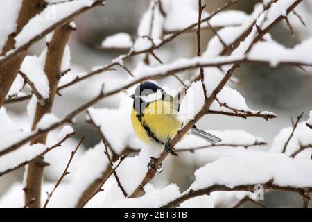 Kohlmeise Stockfoto