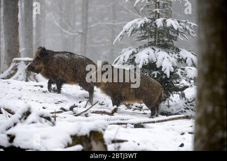 Wildschweine im Winter Stockfoto