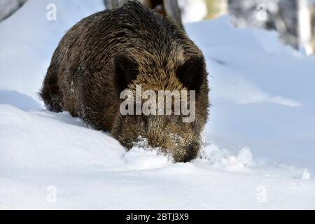 Wildschweine im Schnee, im Wald Stockfoto