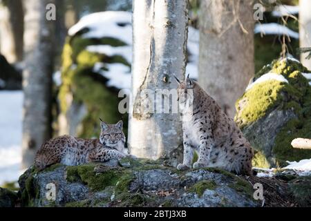 Luchs Stockfoto