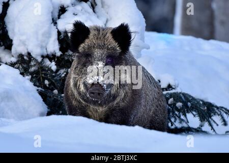 Wildschweine im Schnee, im Wald Stockfoto