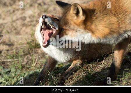 Rotfuchs Stockfoto