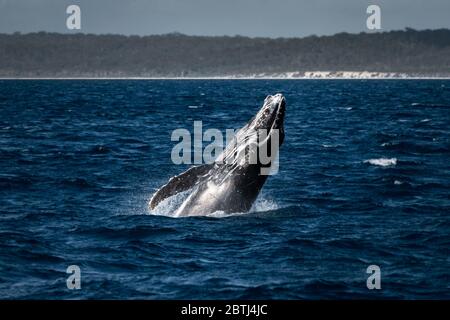 Buckelwal durchbrechend auf seiner Wanderung entlang der australischen Küste. Stockfoto