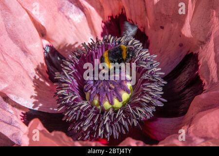 Biene in einem britischen Garten. Büffelschwanzbiene sammelt Pollen auf einem rosa / pfirsichfarbenen orientalischen Mohn Stockfoto