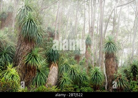 Pandanus Grove in den Bergen Tasmaniens. Stockfoto