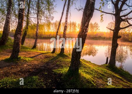 Sonnenaufgang oder Sonnenuntergang unter Birken mit jungen Blättern in der Nähe eines Teiches, im Wasser mit Nebel bedeckt reflektiert. Die Sonne scheint durch die Zweige der Bäume. Stockfoto