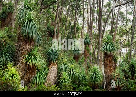 Pandanus Grove in den Bergen Tasmaniens. Stockfoto