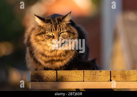 Gestromte Katze auf dem Gartenpodium bei spätem Sonnenschein x Mai 2020 Stockfoto