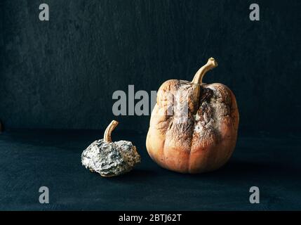 .große und kleine schimmelige faule Kürbisse auf schwarzem Hintergrund. Stockfoto