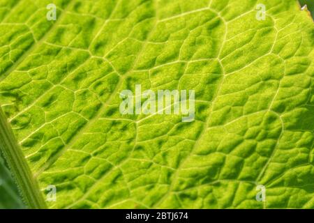 Makroaufnahme des Sonnenlichts, das durch ein Blatt von breitblättrigen Dock / Rumex obtusifolius kommt, das Blattstruktur und Blattadern zeigt. Abstrakte Blattstruktur. Stockfoto
