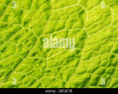 Makroaufnahme des Sonnenlichts, das durch ein Blatt von breitblättrigen Dock / Rumex obtusifolius kommt, das Blattstruktur und Blattadern zeigt. Abstrakte Blattstruktur. Stockfoto