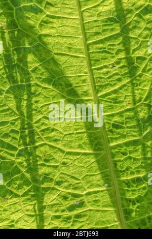 Makro-Nahaufnahme des Sonnenlichts, das durch ein Blatt von breitblättrigen Dock / Rumex obtusifolius kommt, das die Blattstruktur und Blattadern zeigt. Ehemalige Heilpflanze Stockfoto