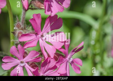 Schließen Makroaufnahme der rosa Blüten von Red Campion / Silene dioica im Sommer Sonnenschein. Gewöhnliches Heckengraskraut in Großbritannien. Stockfoto