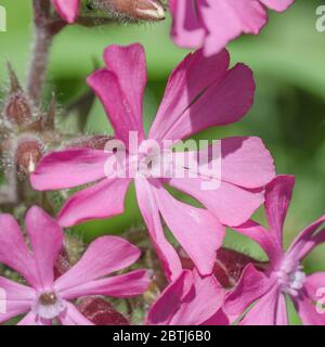 Schließen Makroaufnahme der rosa Blüten von Red Campion / Silene dioica im Sommer Sonnenschein. Gewöhnliches Heckengraskraut in Großbritannien. Stockfoto