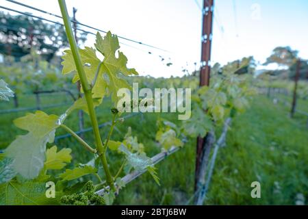 Montagu Wines, Montagu Wines ist ein Boutique-Weingut, das sich der Präsentation von Weinen aus einigen der besten Weinberge im Napa Valley und Sonoma widmet. Stockfoto