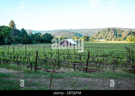 Montagu Wines, Montagu Wines ist ein Boutique-Weingut, das sich der Präsentation von Weinen aus einigen der besten Weinberge im Napa Valley und Sonoma widmet. Stockfoto