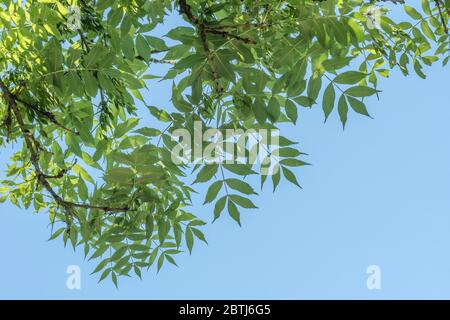 Sun gefleckten Blätter einer Esche / Fraxinus excelsior + woodland Hintergrund. Sommer Sonnenschein Konzept. Heilpflanze einmal in pflanzliche Heilmittel verwendet. Stockfoto