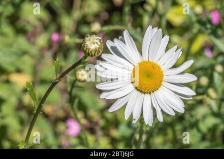 Makro-Nahaufnahme einer einzelnen weißen Blume von Oxeye Daisy / Leucanthemum vulgare im Feld. Oxeye Daisy einmal als Heilpflanze in pflanzlichen Heilmitteln verwendet. Stockfoto