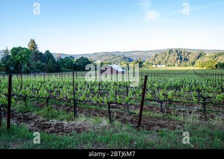 Montagu Wines, Montagu Wines ist ein Boutique-Weingut, das sich der Präsentation von Weinen aus einigen der besten Weinberge im Napa Valley und Sonoma widmet. Stockfoto