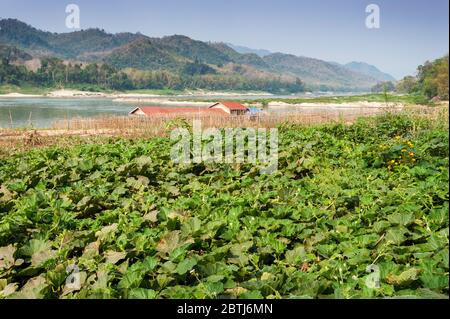 Wachsende Zerstoßungen am Ufer des Mekong-Flusses, Nord-Laos, Südostasien Stockfoto