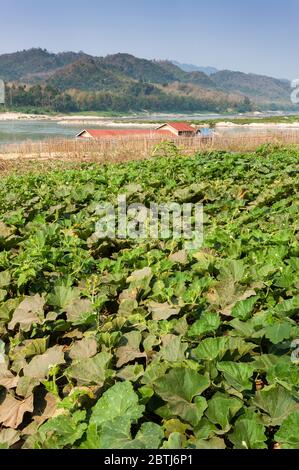 Wachsende Zerstoßungen am Ufer des Mekong-Flusses, Nord-Laos, Südostasien Stockfoto