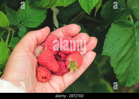 Hand der Frau, die frisch gepflückte Himbeeren hält Stockfoto