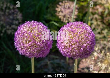 Riesenallium Gladiator in lila Stockfoto