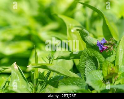 Pulmonaria obscura in der Mitte der Bären Knoblauchblätter. Die gebräuchlichen Namen Unspotted Lungenkraut oder Suffolk Lungenkraut, ist ein krautiger immergrüner mehrjähriger Rhiz Stockfoto